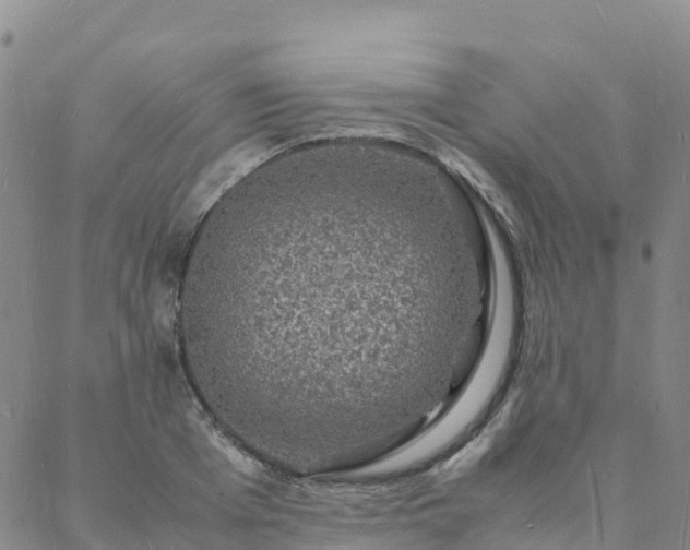 X0000088030985200705182021