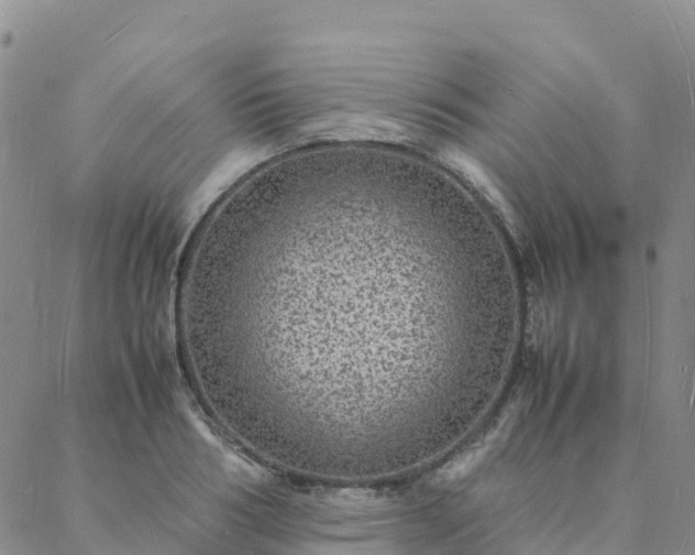 X0000088030986200705182021