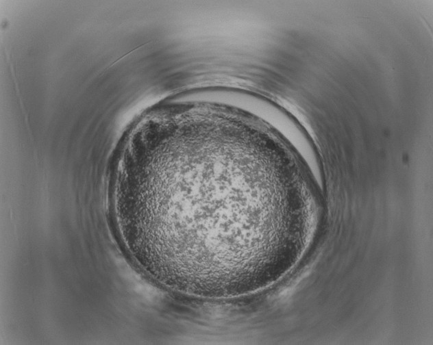 X0000088030987200705182021