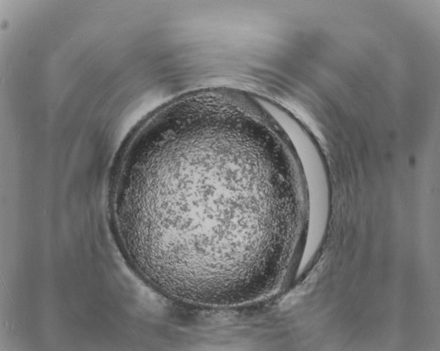 X0000088030991200705182021