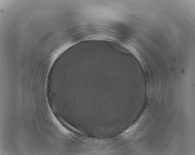 X0000088030995200705182021