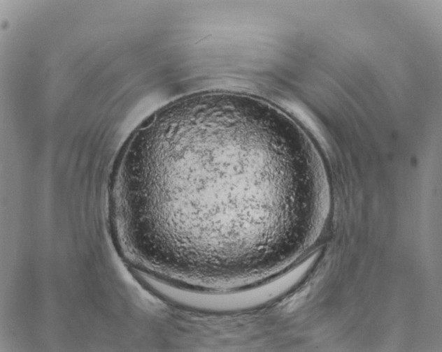 X0000088030999200705182021