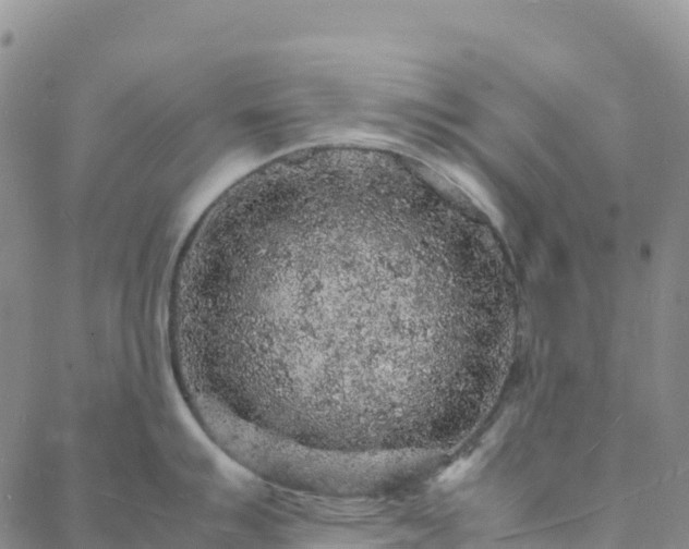 X0000088031007200705182021