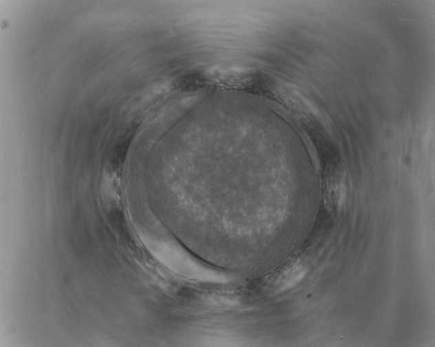 X0000088031010200705182020