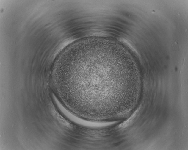 X0000088031025200705182020