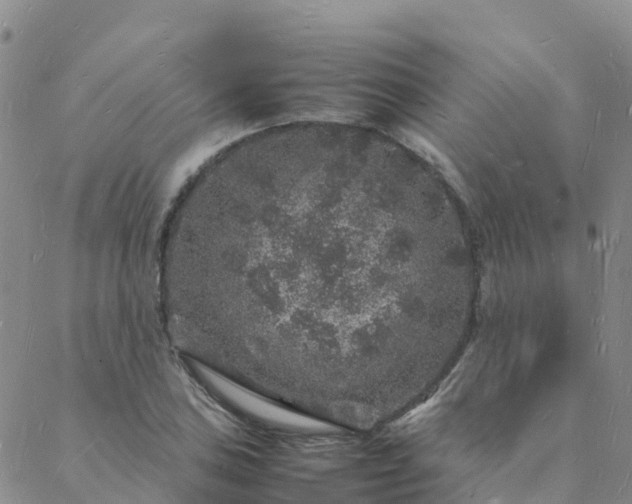 X0000088031027200705182020