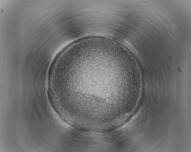 X0000088031028200705182020