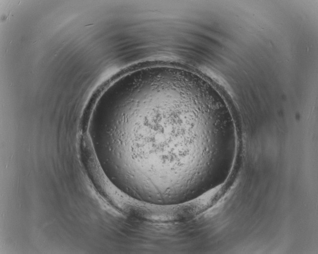 X0000088031029200705182020