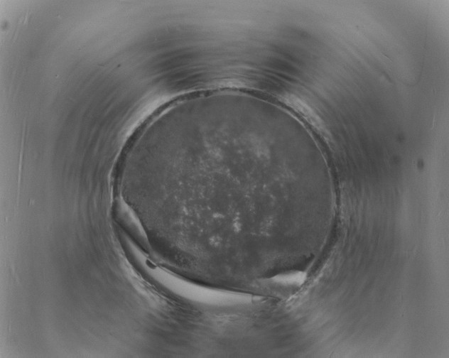 X0000088031031200705182020