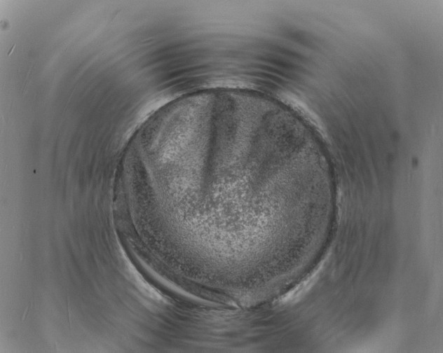 X0000088031033200705182020