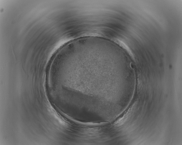 X0000088031035200705182020