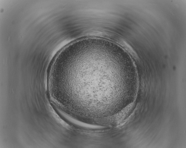 X0000088031036200705182020