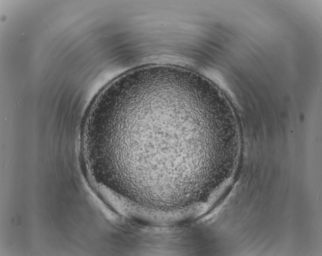 X0000088031040200705182020