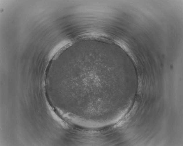 X0000088031042200705182020