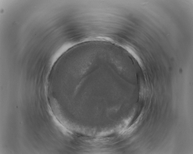 X0000088031054200705182020