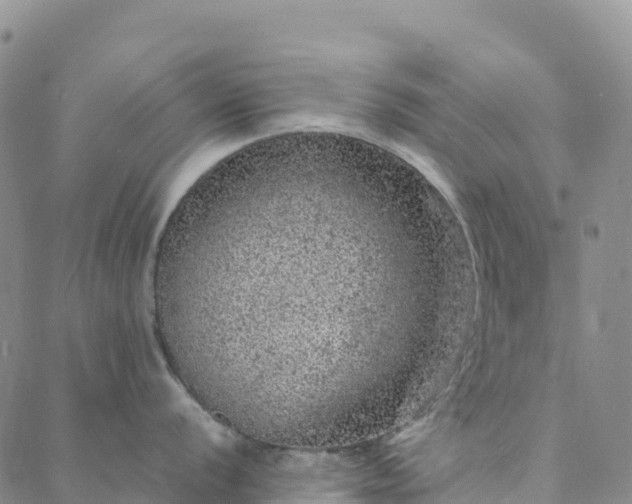 X0000088031056200705182021