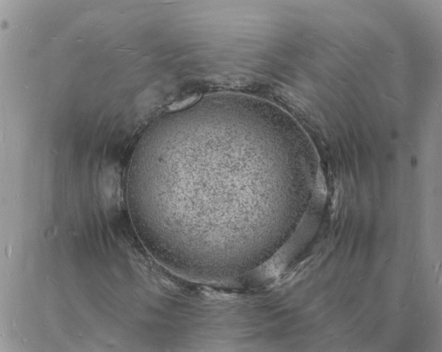 X0000088031058200705182020