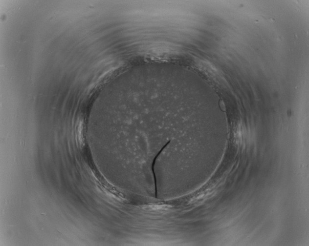 X0000088031060200705182020