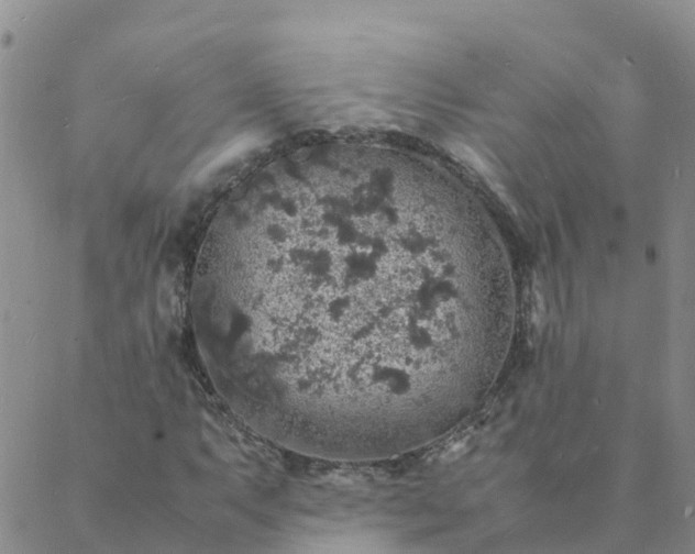 X0000088031063200705182020