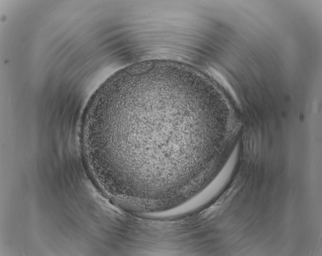 X0000088031068200705182020