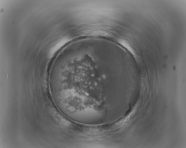 X0000088031071200705182020