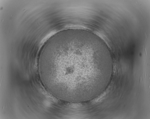 X0000088031074200705182019