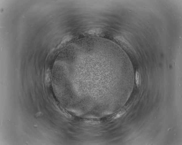 X0000088031107200705182018