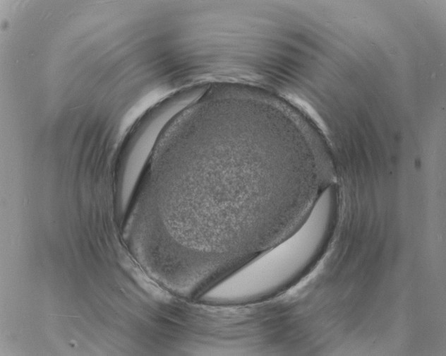 X0000088031114200705182018