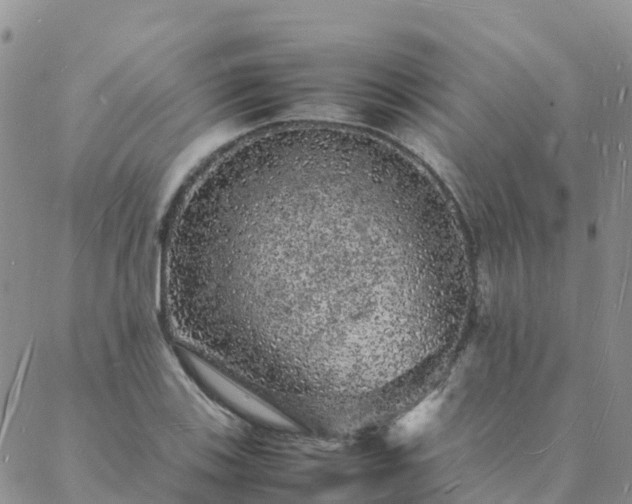 X0000088031123200705182018