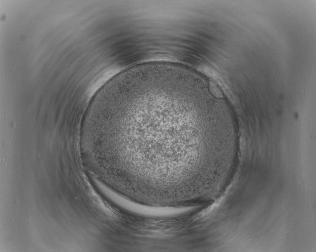 X0000088031129200705182019