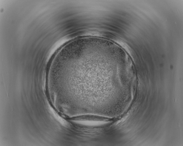 X0000088031131200705182019