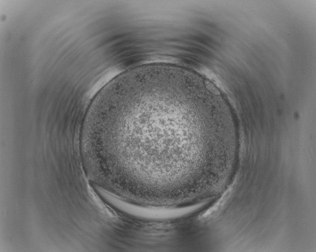 X0000088031137200705182019