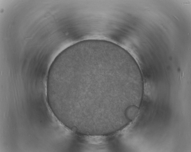 X0000088031150200705182019