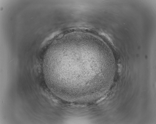 X0000088031159200705182018