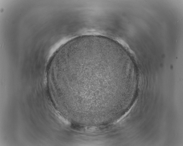 X0000088031167200705182018