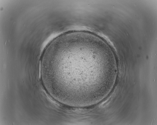 X0000088031175200705182018