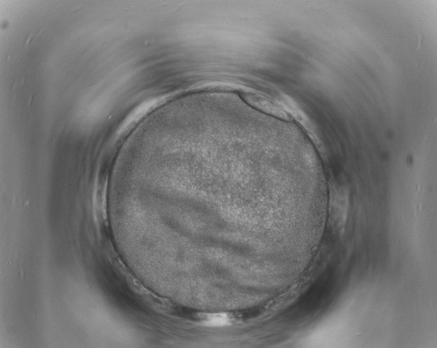 X0000088031199200705182017