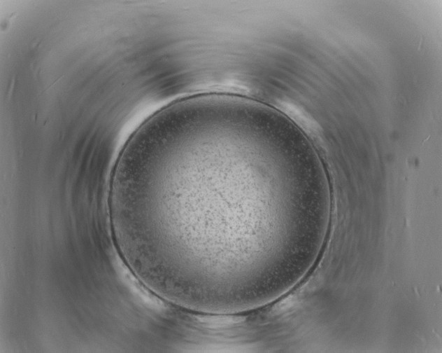 X0000088031200200705182017