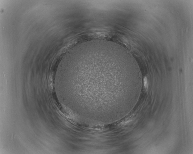 X0000088031203200705182017