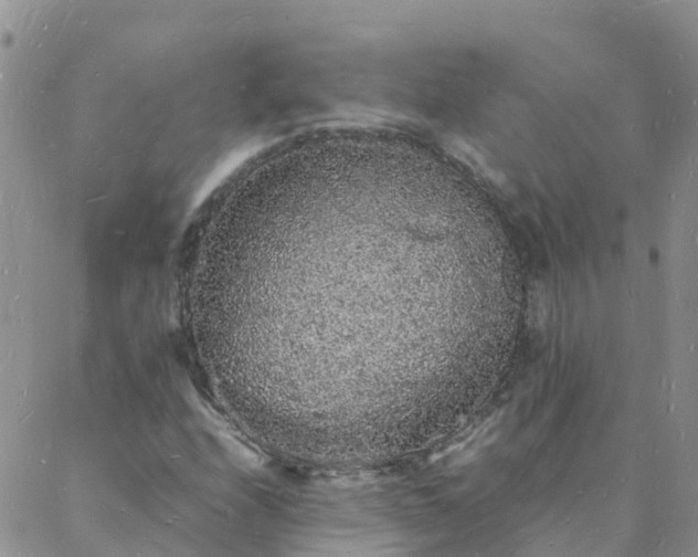 X0000088031208200705182017