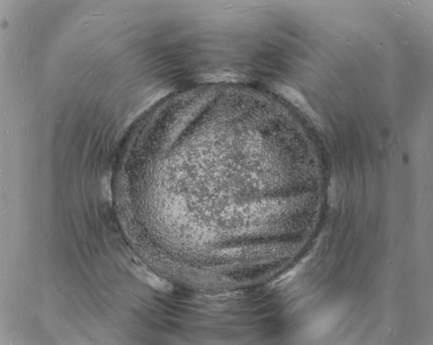 X0000088031209200705182017