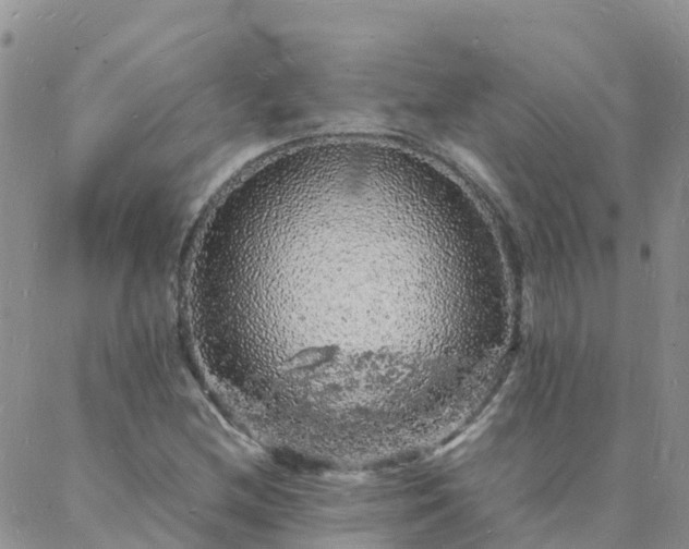 X0000088031212200705182017