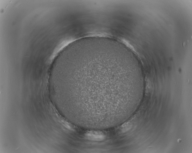 X0000088031215200705182017