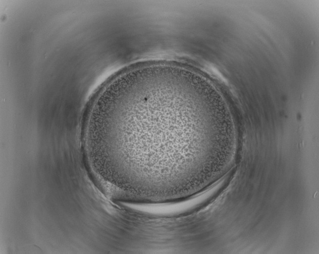 X0000088031216200705182017