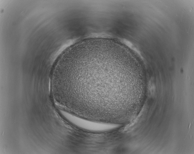 X0000088031221200705182017