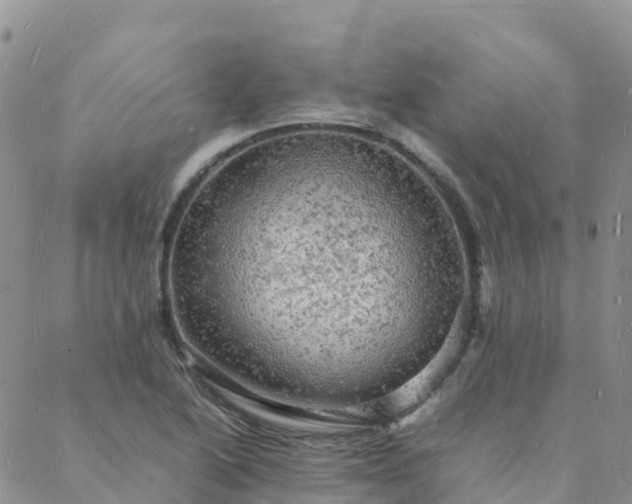 X0000088031222200705182017