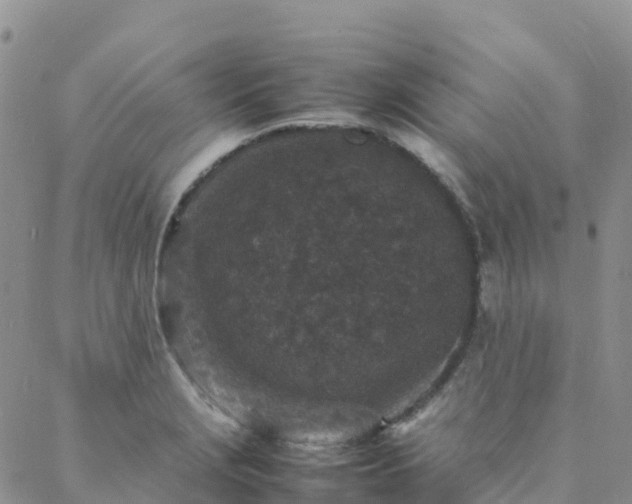 X0000088031229200705182017