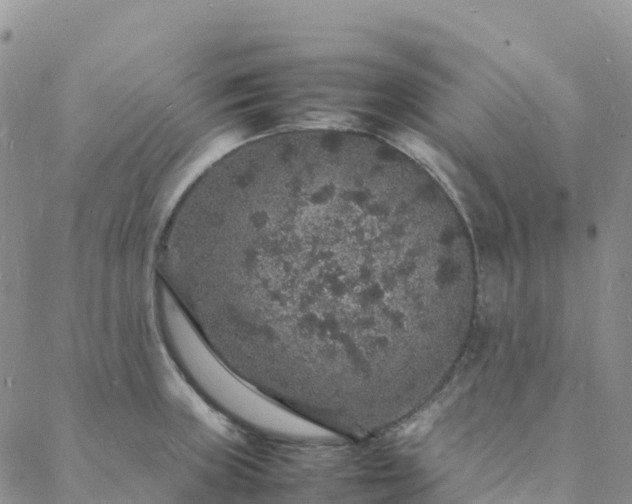 X0000088031235200705182017