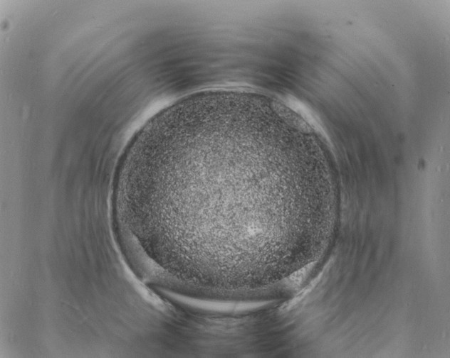 X0000088031237200705182017