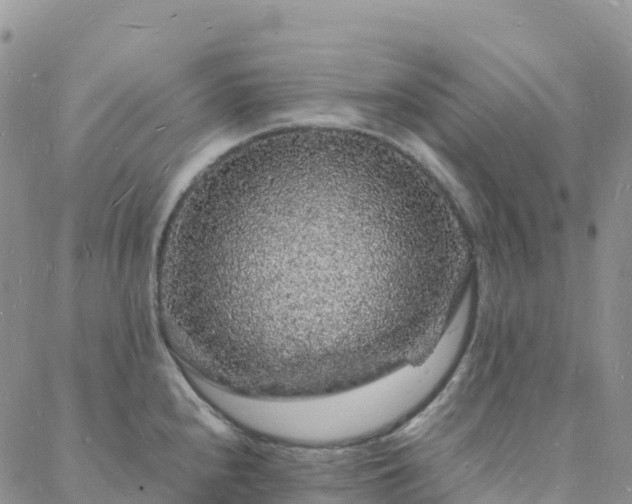 X0000088031240200705182017